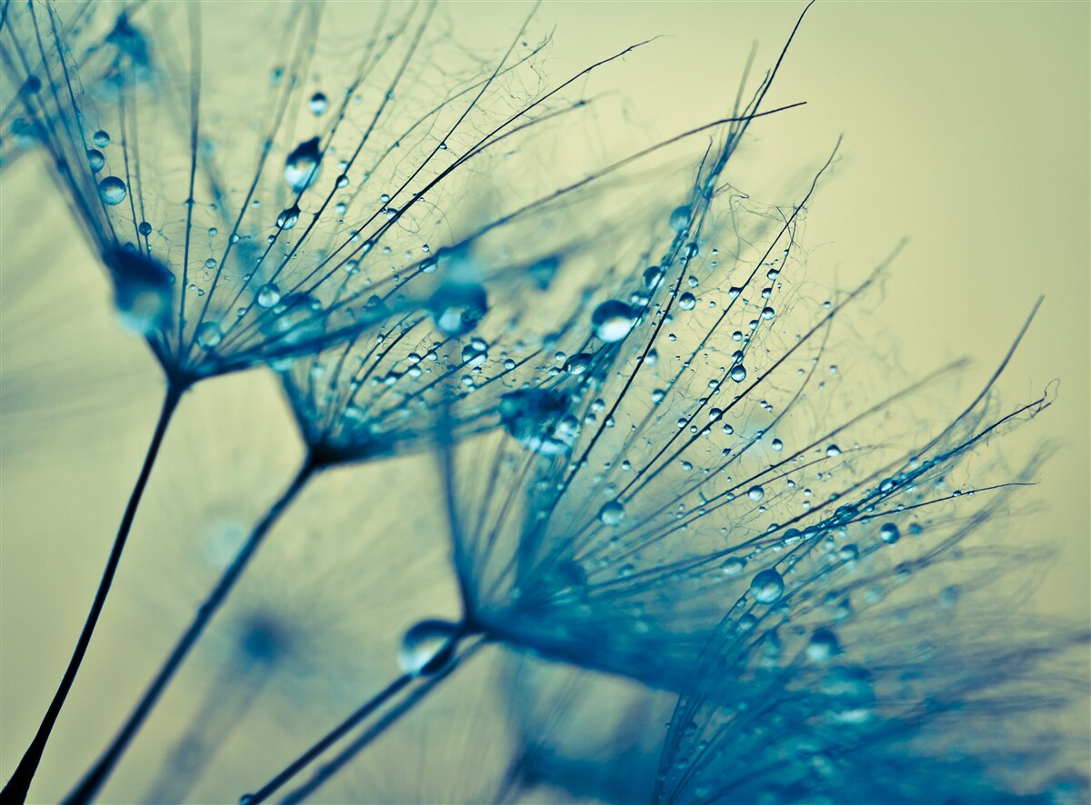 Фотошпалери кульбаба, прикрашена краплями води