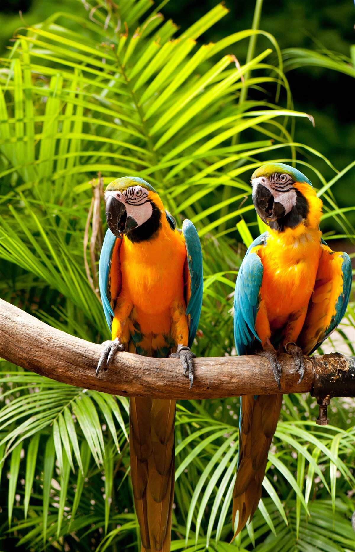 Фотошпалери два ари сидять на пальмових гілках