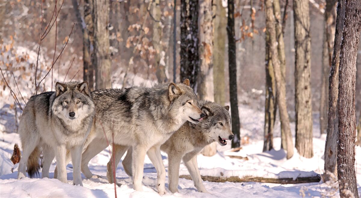 Фотошпалери група вовків йде крізь хащі зимового лісу