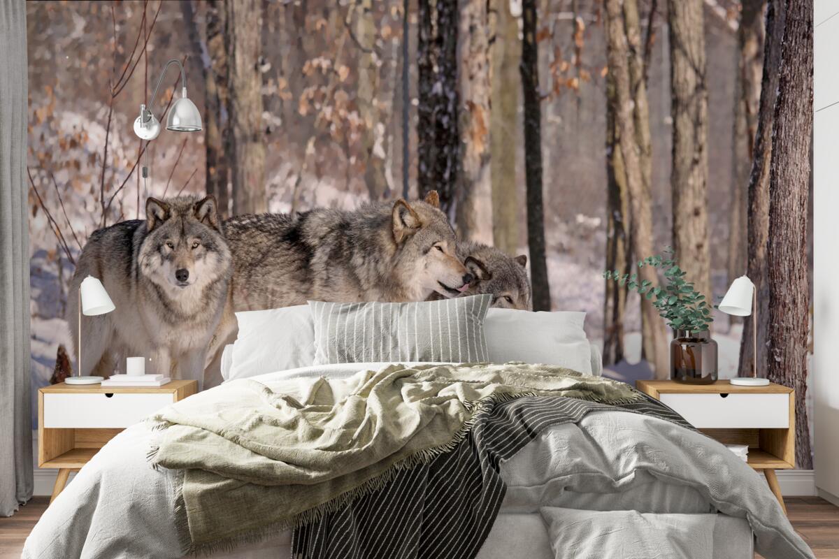 Фотошпалери група вовків йде крізь хащі зимового лісу