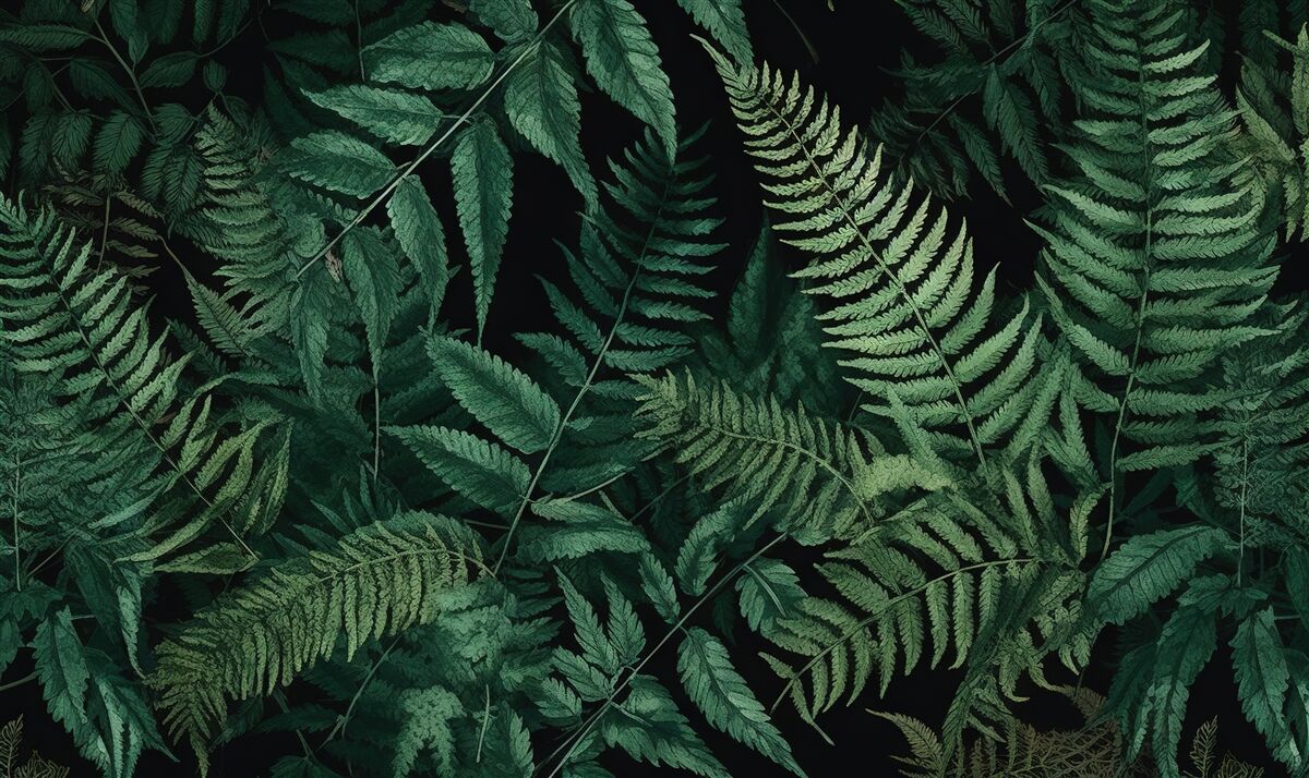 Фотошпалери вночі пелюстки папороті легко гойдаються