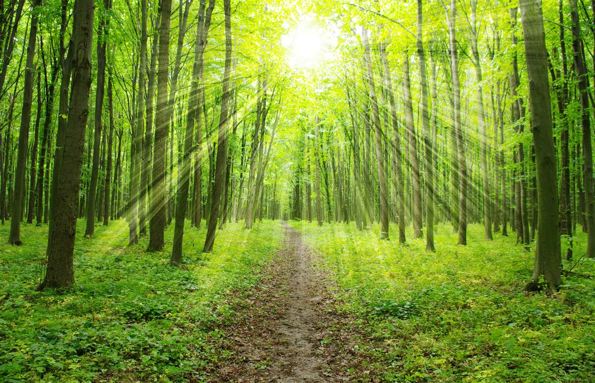 Фотошпалери Промені сонця в пишному зеленому лісі яскраво освітлюють все навколо