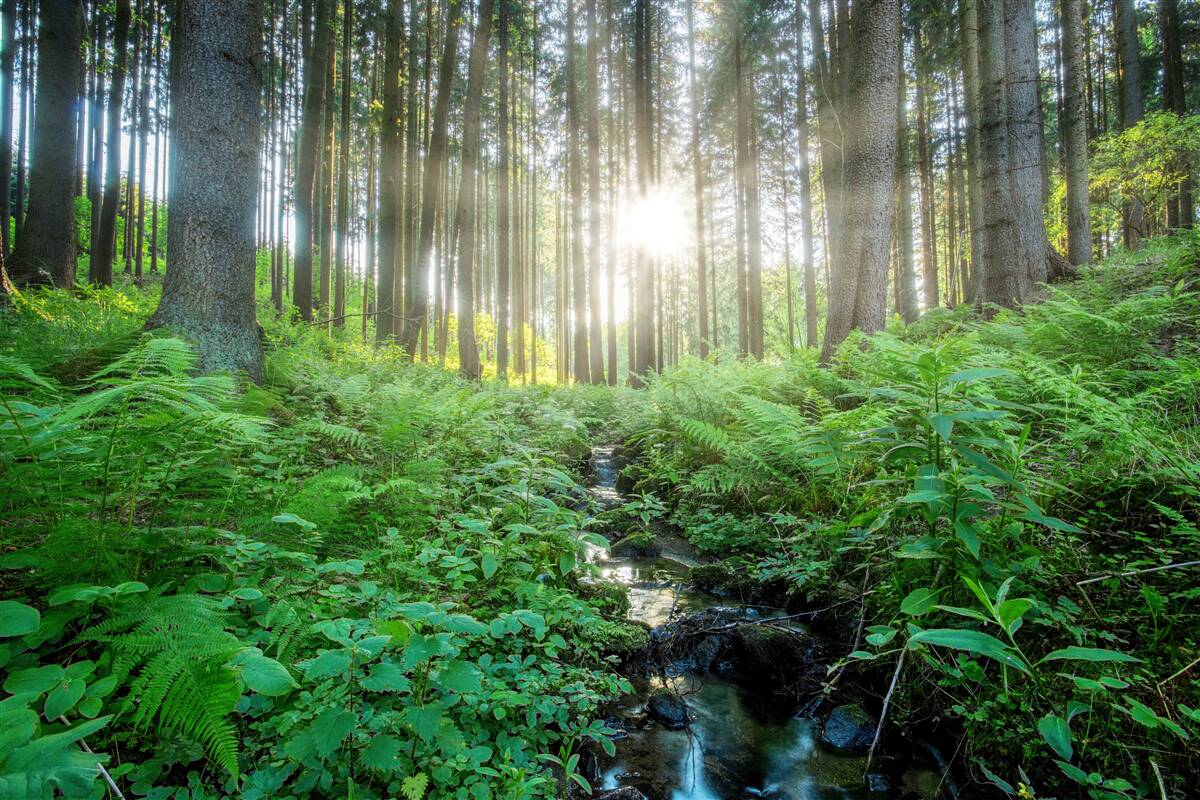 Фотошпалери сонячні промені проникають крізь густий ліс