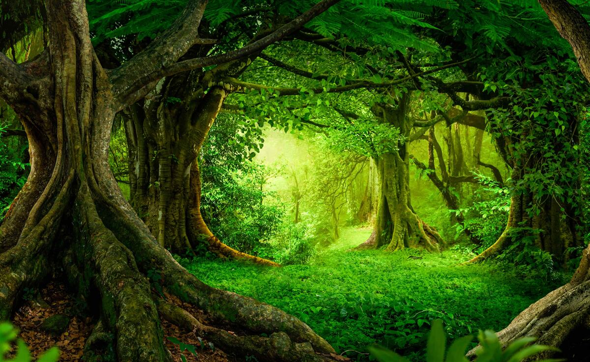 Фотошпалери старовинні дерева в зеленій гущавині