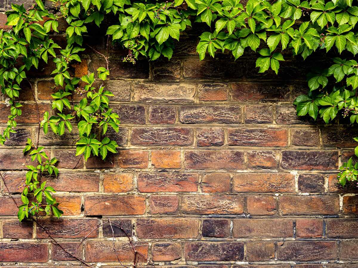 Фотошпалери Цегляна стіна, обвита зеленими рослинами