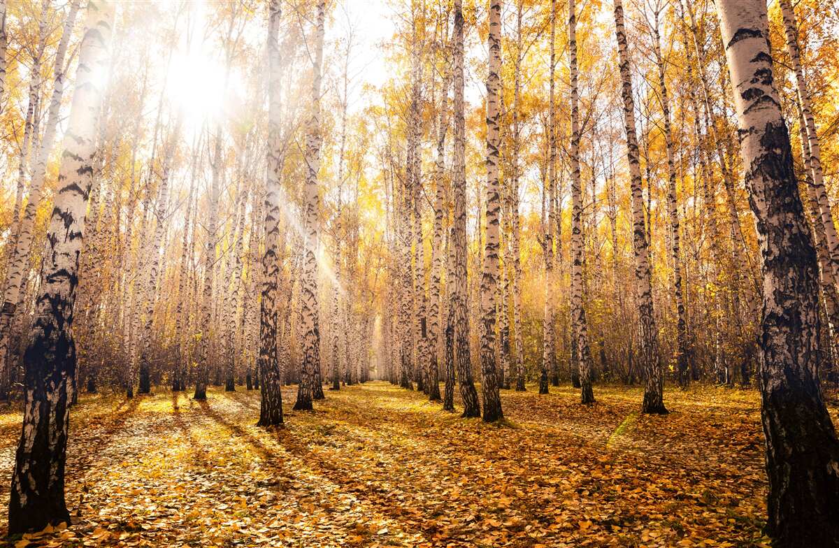 Фотошпалери промайнуло на світанку осіннього гаю