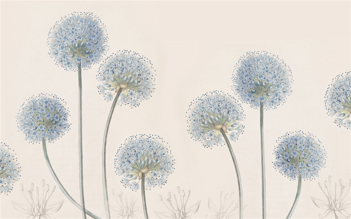 Фотошпалери верхівки витончених агавових дерев