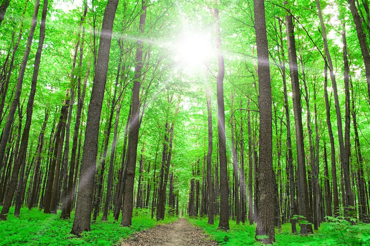 Фотошпалери яскраве світлове вікно в густій зелені дерев