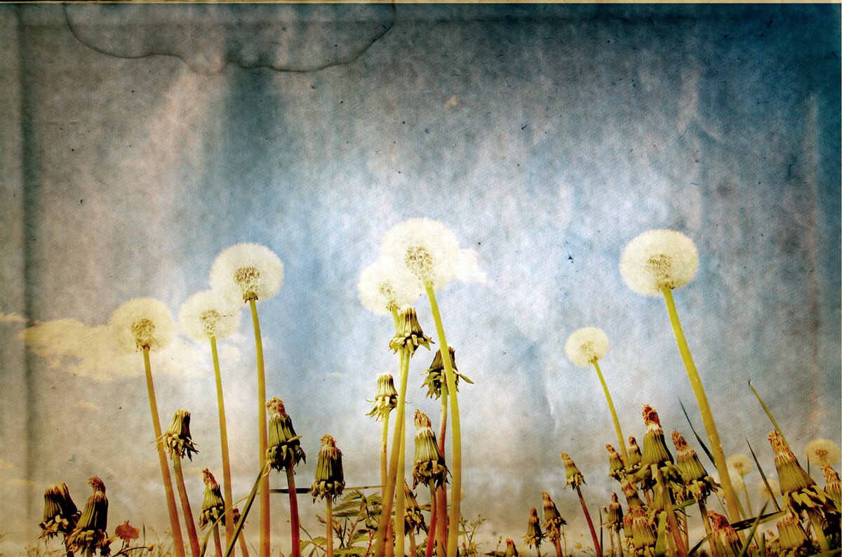 Фотошпалери захід сонця зустрічають витончені кульбаби