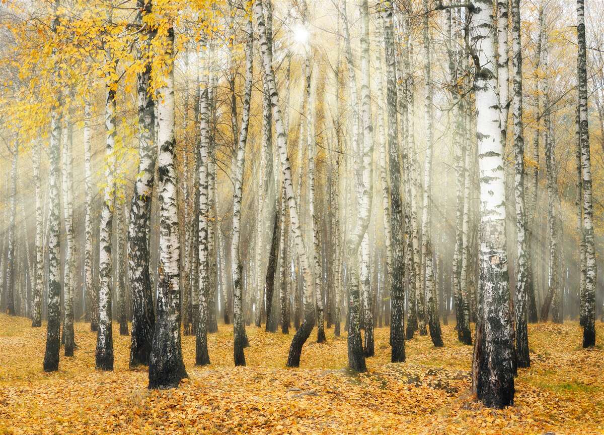 Фотошпалери Опале березове листя в осінньому лісі