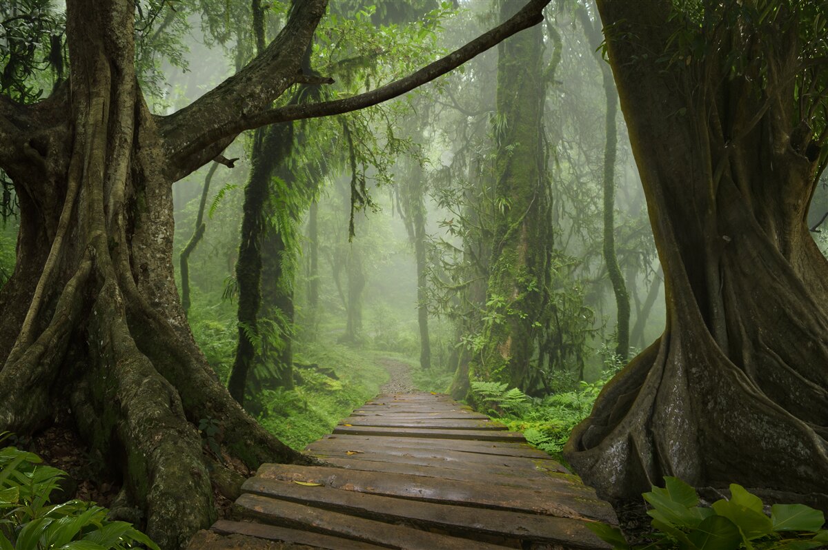 Фотошпалери містична стежка, оточена густим лісом