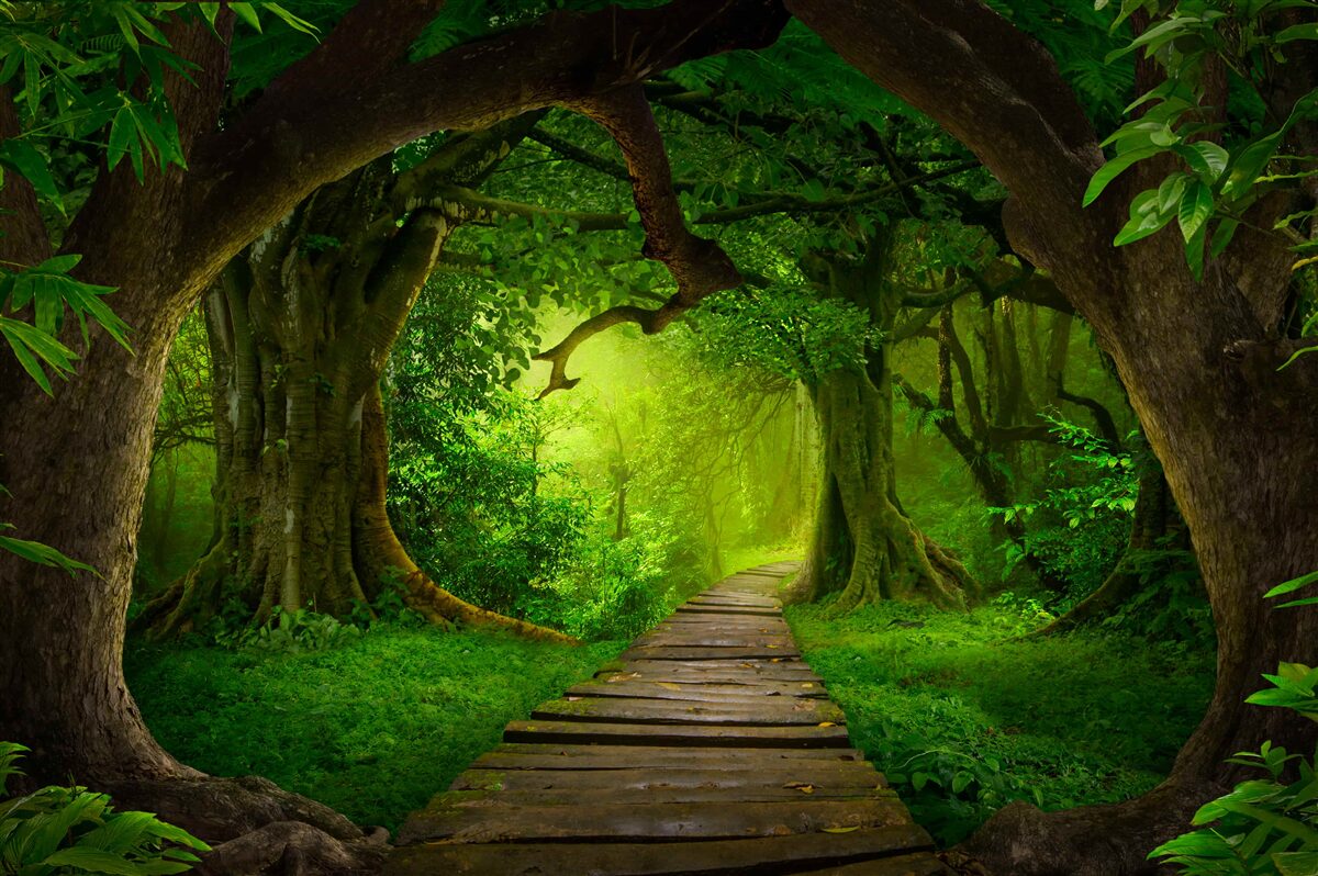 Фотошпалери чиста стежка серед вікових дерев лісу