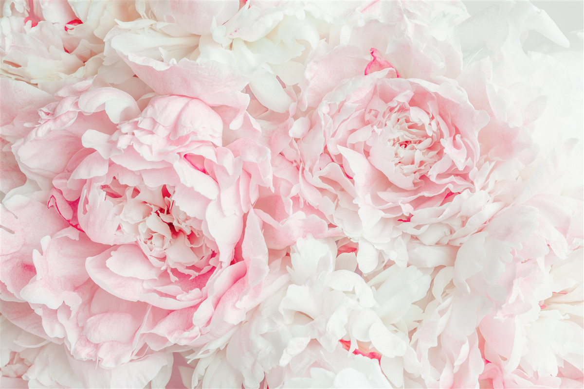 Фотошпалери білі квіти з великим листям