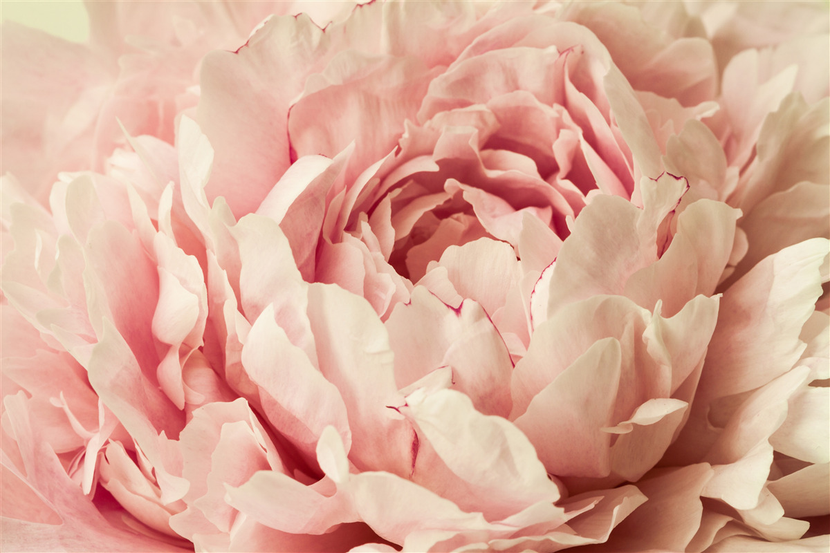 Фотошпалери дрібні гранули квітів айстри