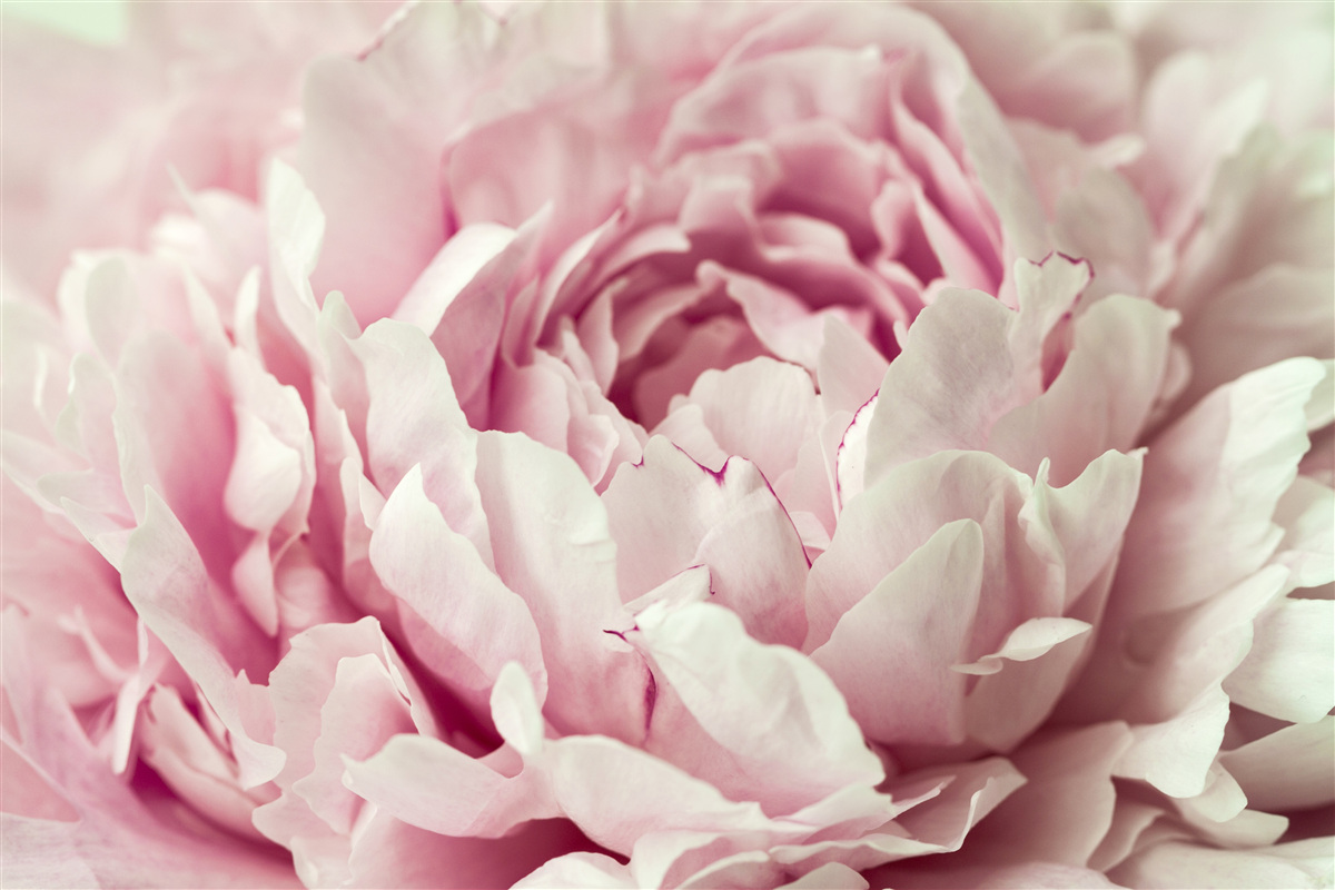 Фотошпалери м'яке листя рожевої квітки