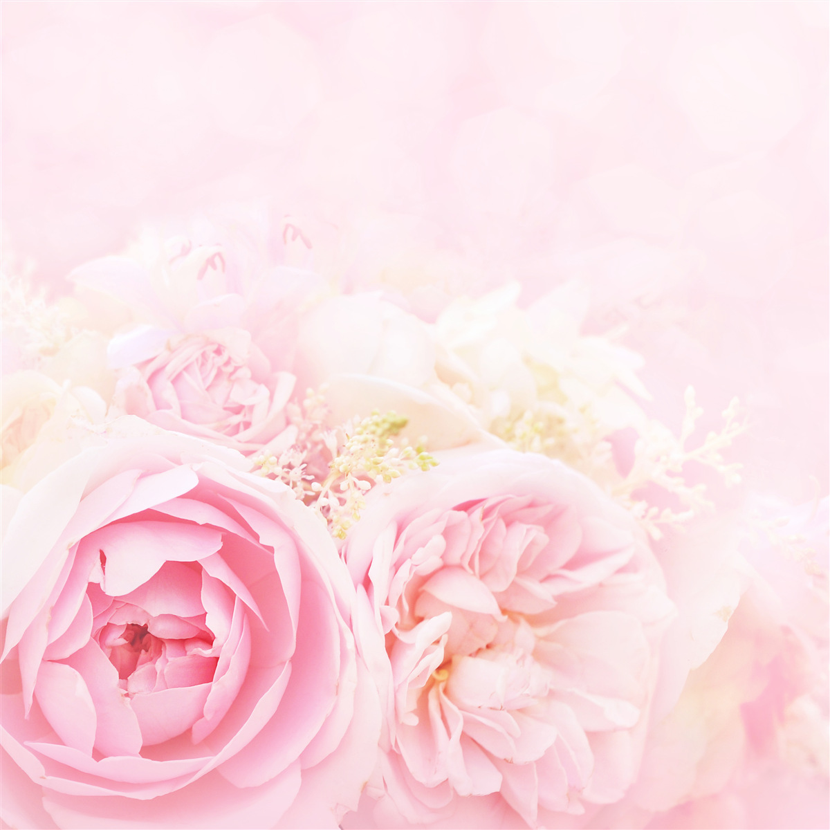 Фотошпалери набір півонієвих рожевих троянд