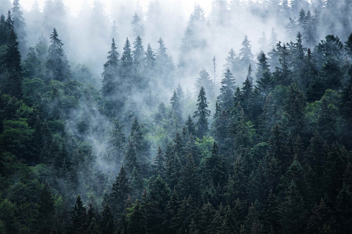 Фотошпалери туман опускається на ялиновий гай