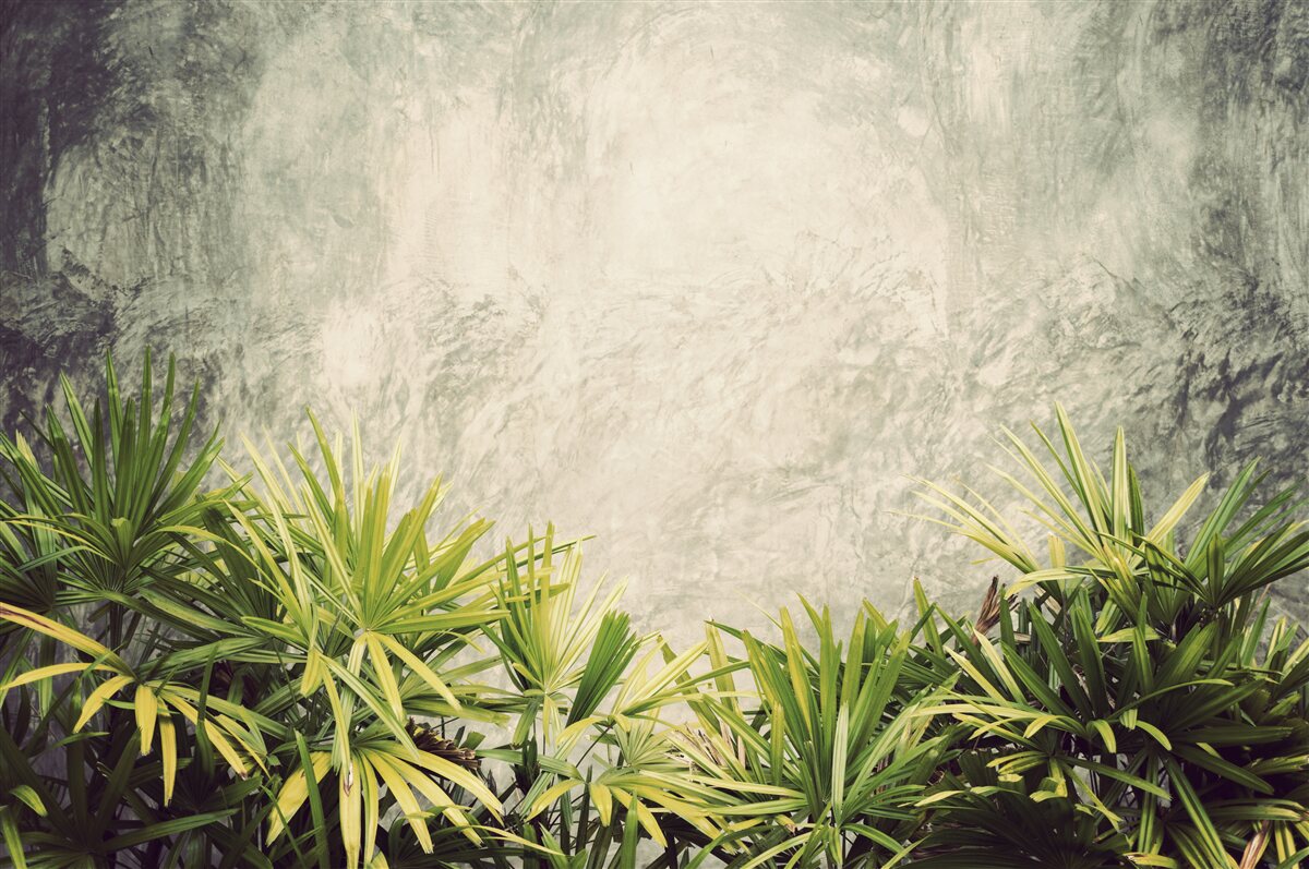 Фотошпалери туманна ковдра огортає зелені рослини в джунглях