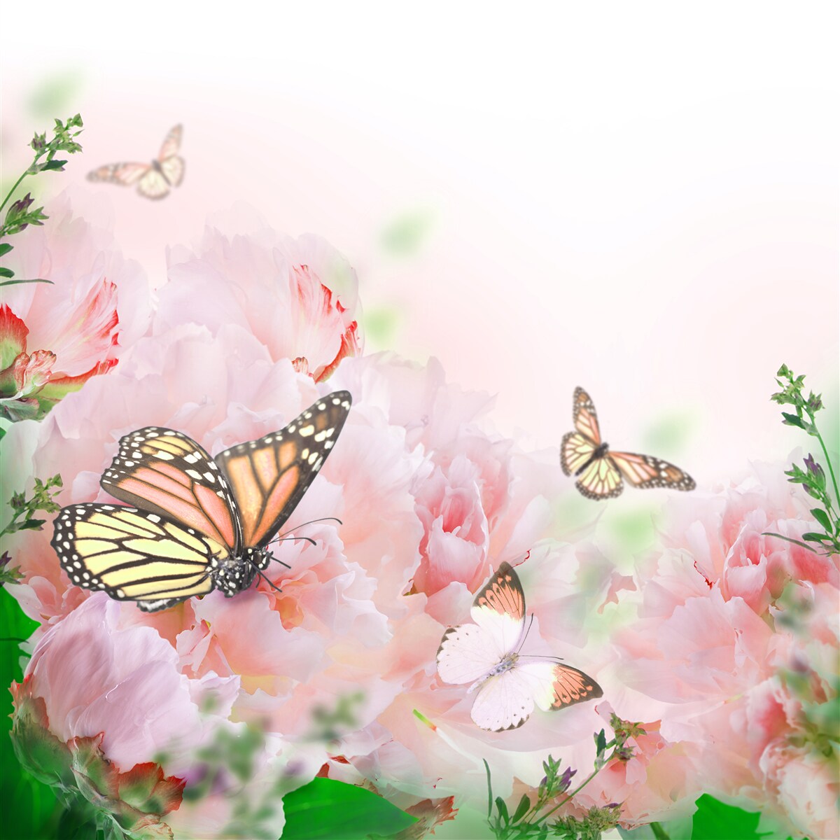 Фотошпалери група метеликів на тлі літніх квітів