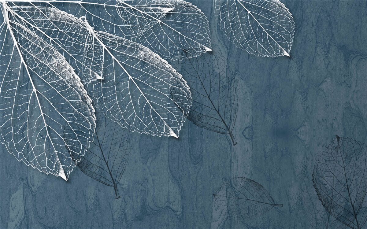 Фотошпалери листя прозорі, як крила метелика