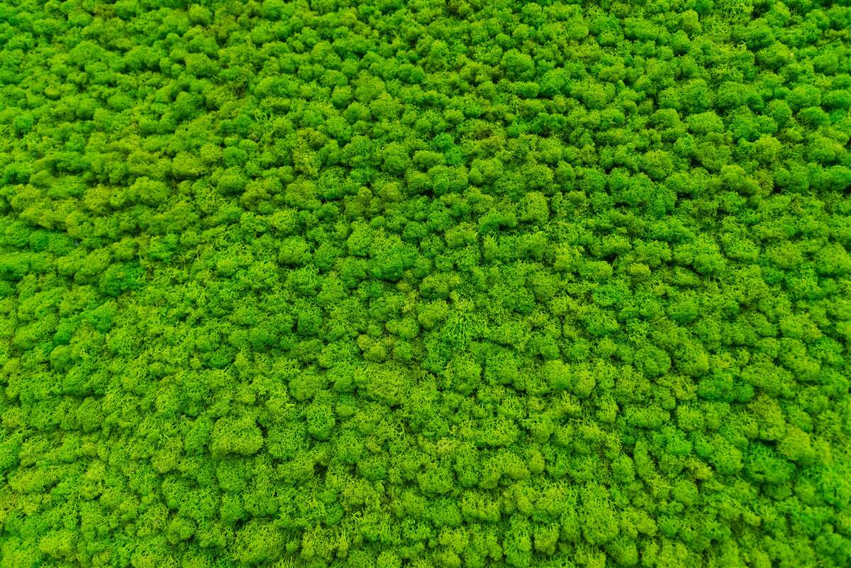 Фотошпалери вид на зелений листок з висоти