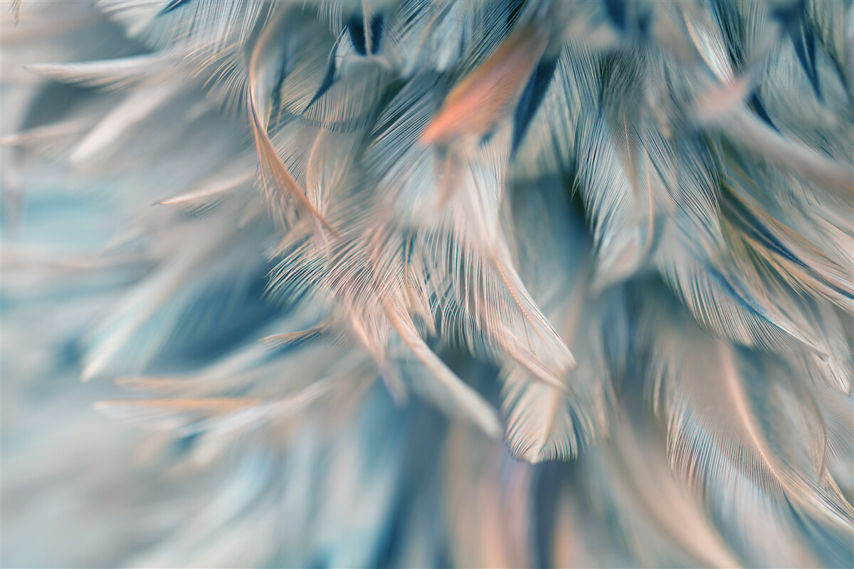 Фотошпалери м'який фон з різного пір'я