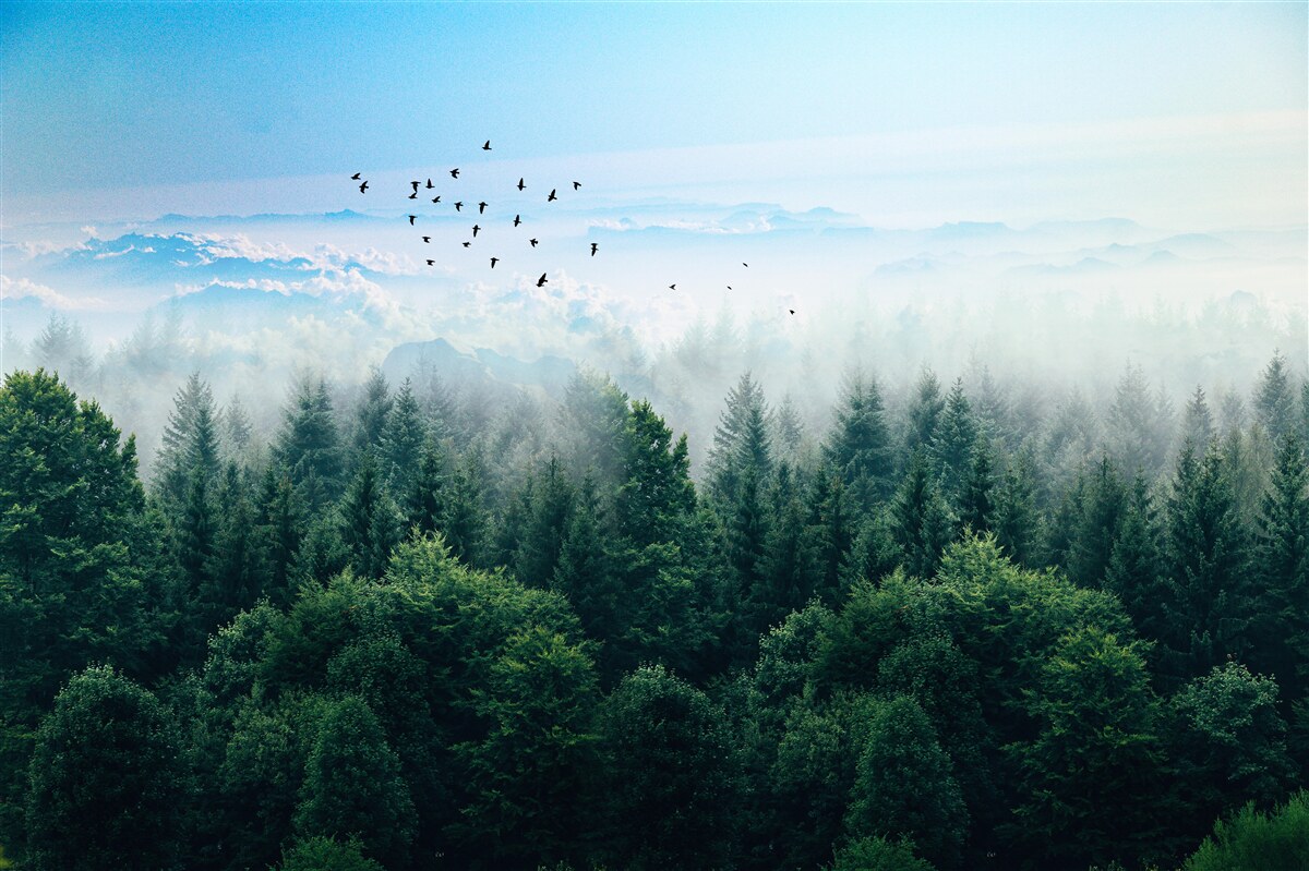 Фотошпалери птахи ширяють високо над кронами лісових велетнів