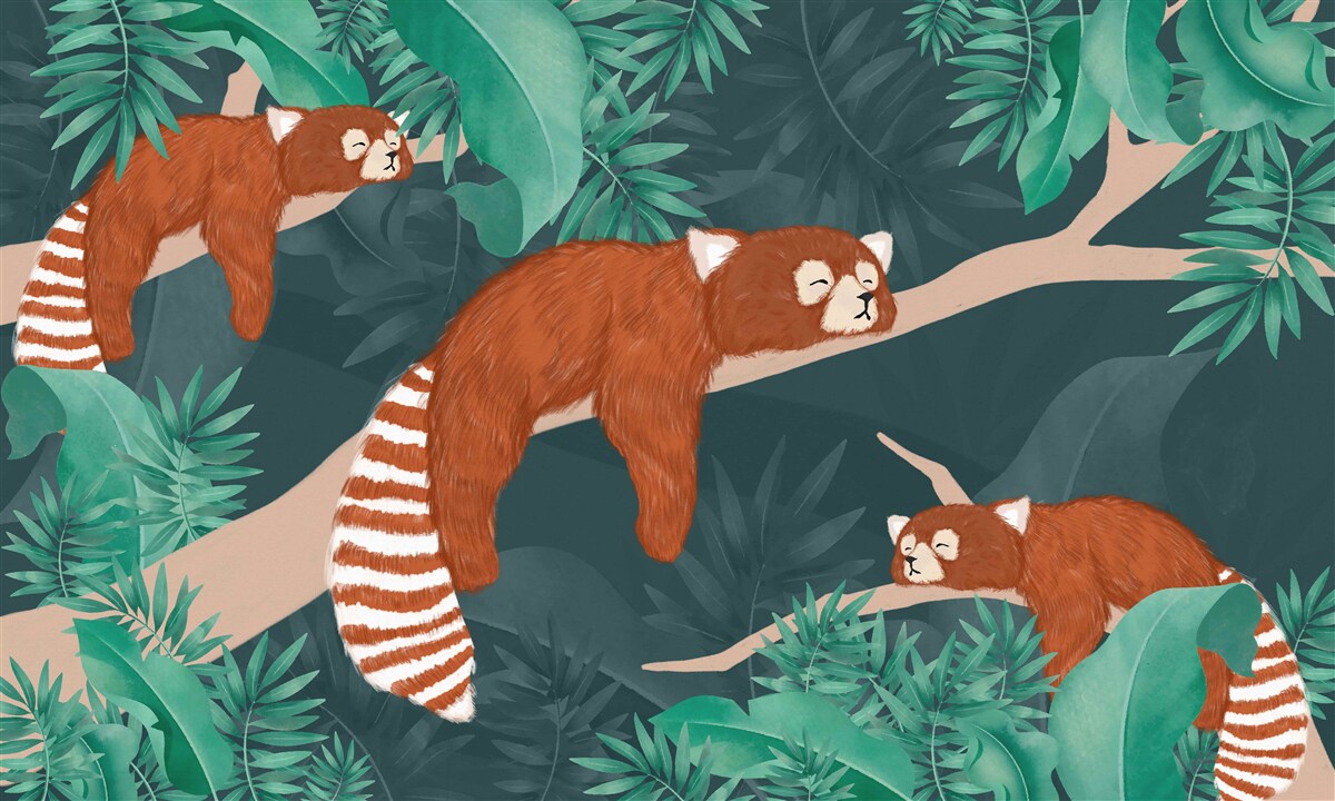 Фотошпалери помаранчеві панди, що відпочивають на гілках