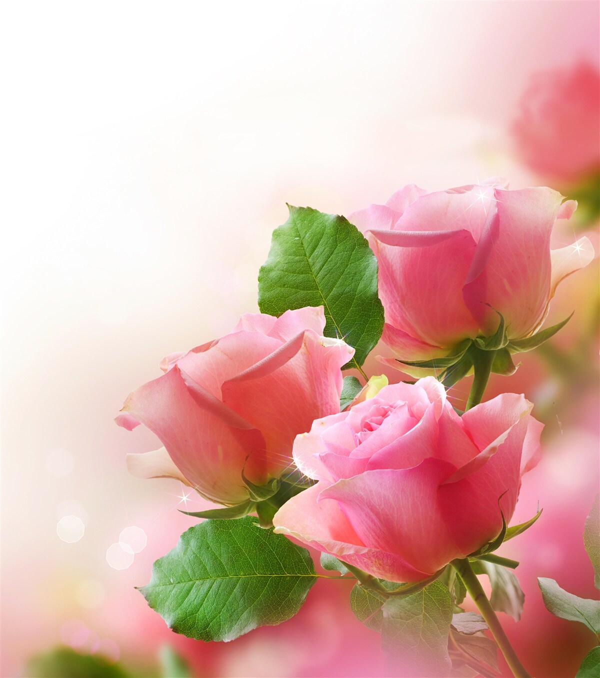 Фотошпалери ніжно-малинові троянди з зеленим листям