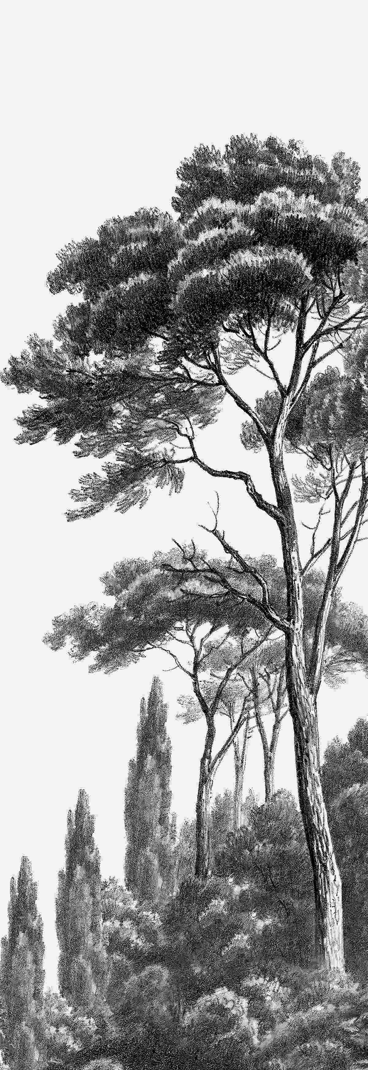 Фотошпалери щільно межує з великим лісом