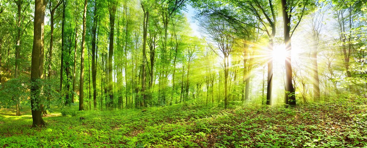 Фотошпалери Світанок у лісі, де панує зелене листя