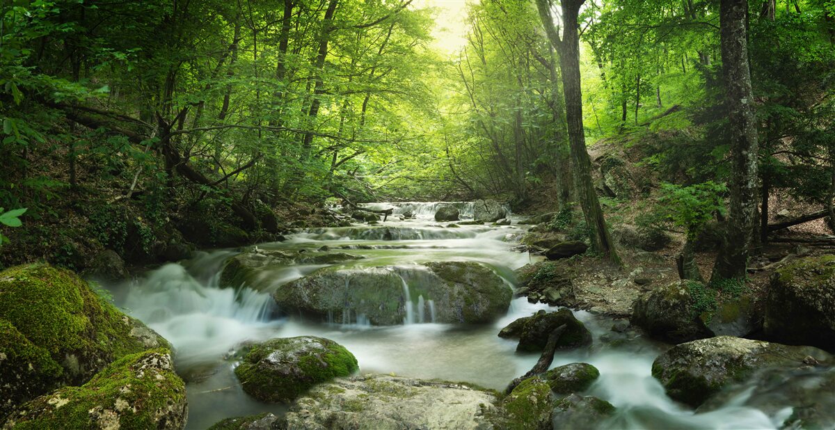Фотошпалери спокійні води лісового водоспаду