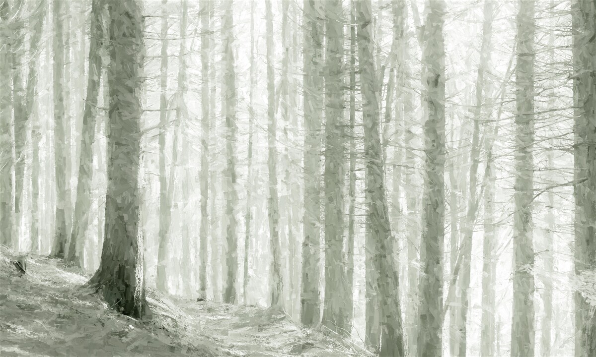 Фотошпалери гай сосен, високих і повних гострих голок