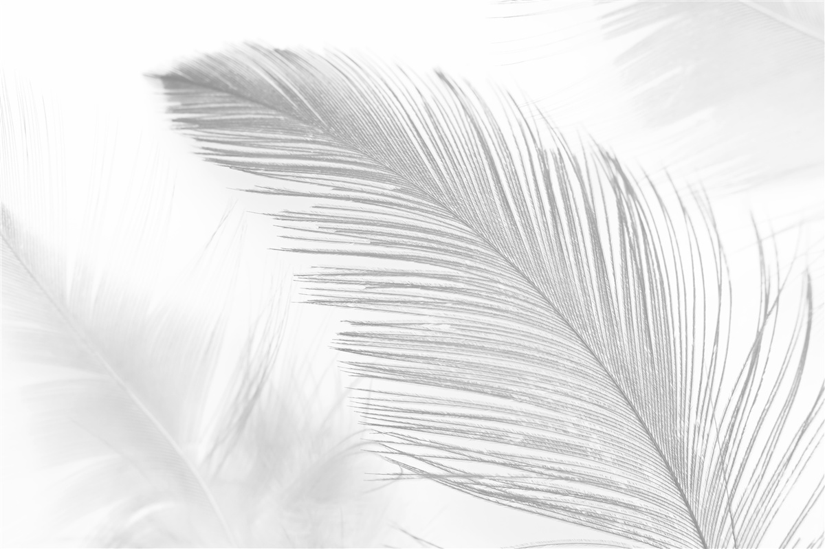 Фотошпалери два великих яскравих пера