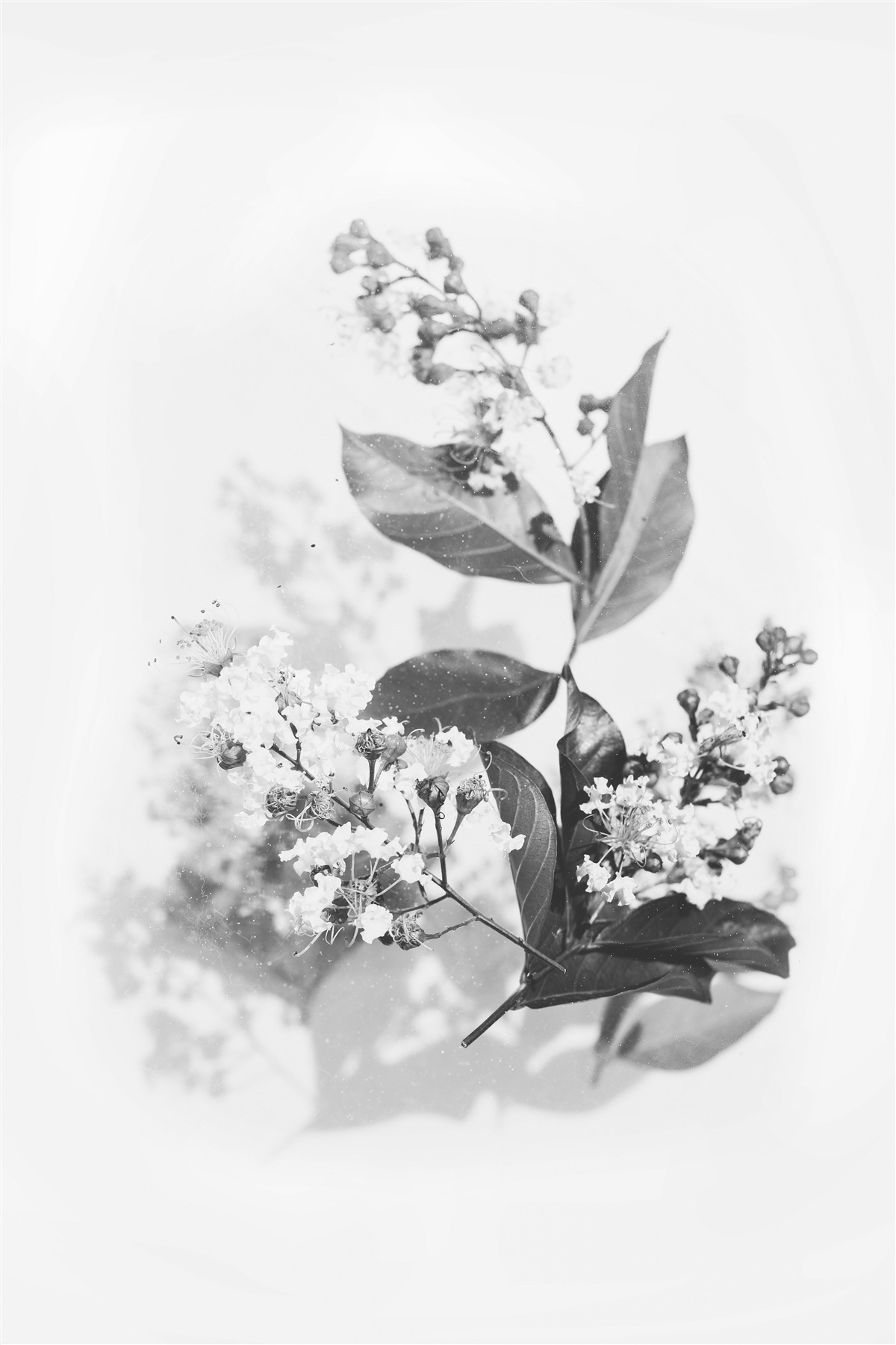 Фотошпалери гілка з квітковими бутонами смарагдової краси