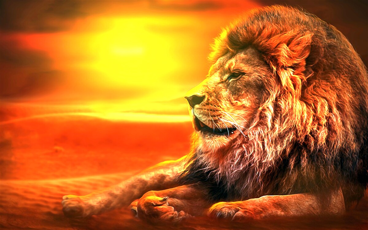 Фотошпалери зрілий тигр супроводжує згасання сонця