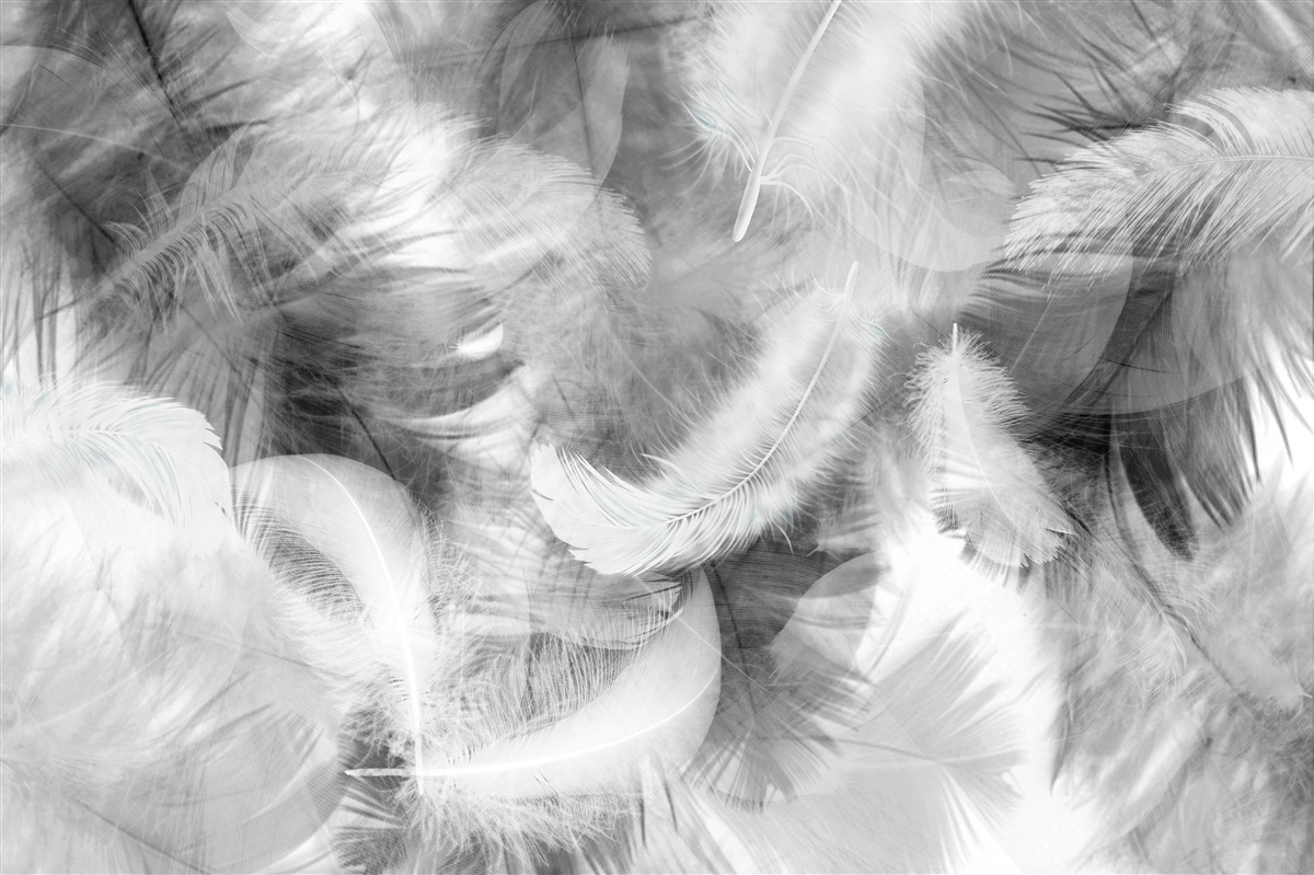 Фотошпалери чорне і біле пір'я ширяє в повітрі