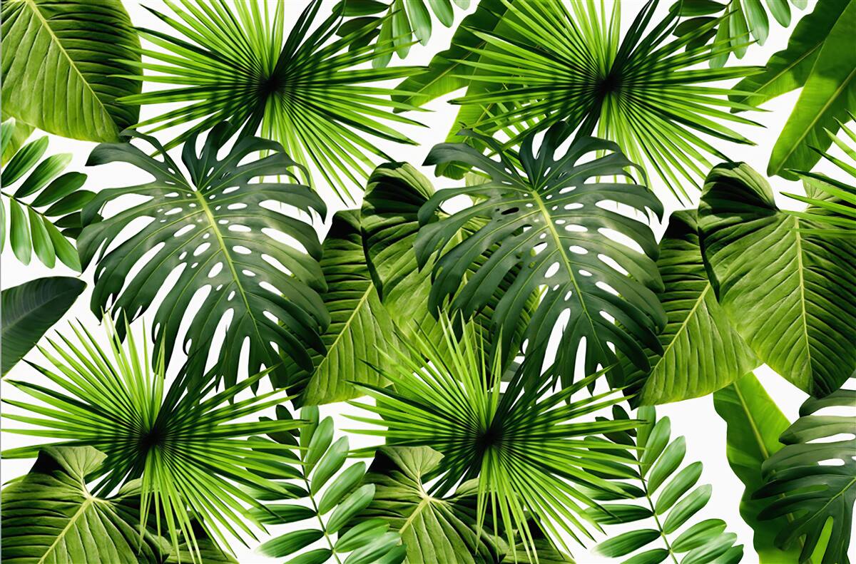 Фотошпалери Стіна, зелений лист