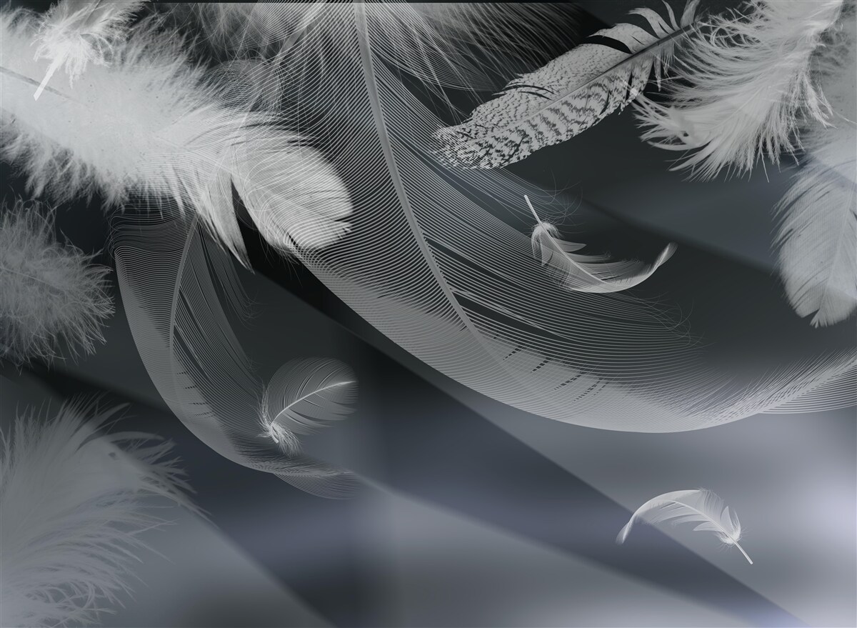 Фотошпалери темний фон, прикрашений пір'ям
