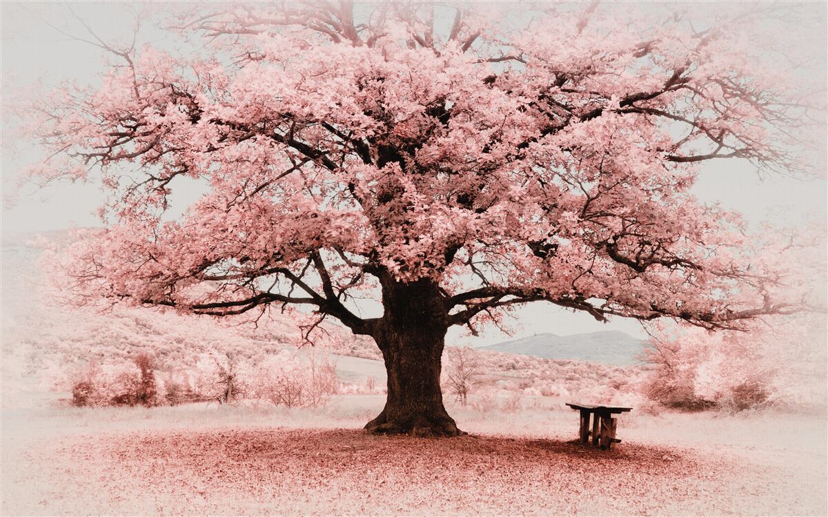 Фотошпалери пейзаж у відтінках рожевого