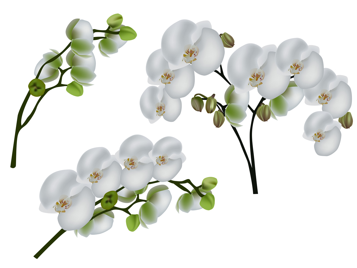 Фотошпалери біла орхідея з зеленим листям