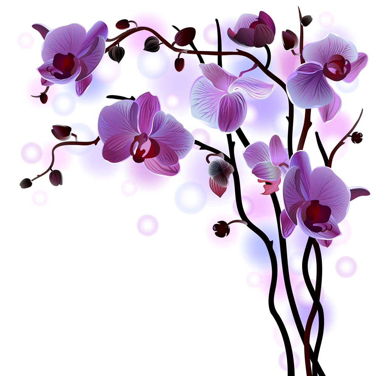 Фотошпалери фіолетові гілки орхідеї