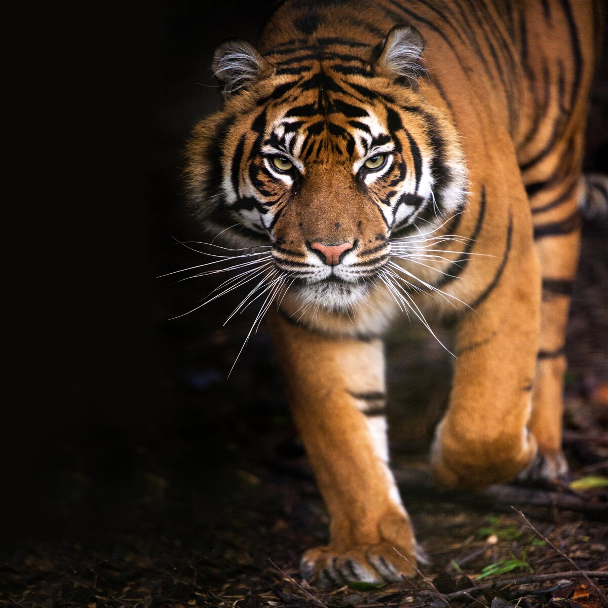 Фотошпалери тигр рухається непомітно