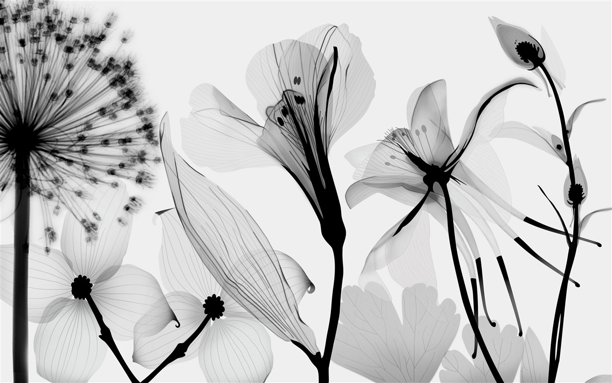 Фотошпалери білі косулі на світлому фоні