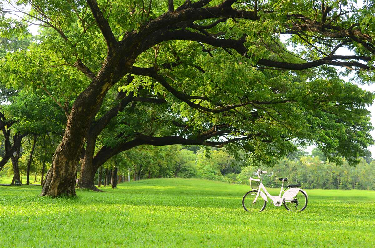 Фотошпалери луг із зеленою травою та столітніми деревами