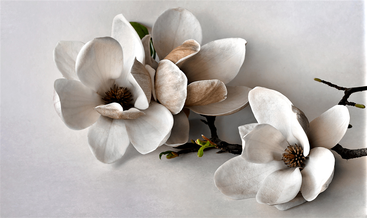 Фотошпалери гілки з білими квітами на сірому тлі