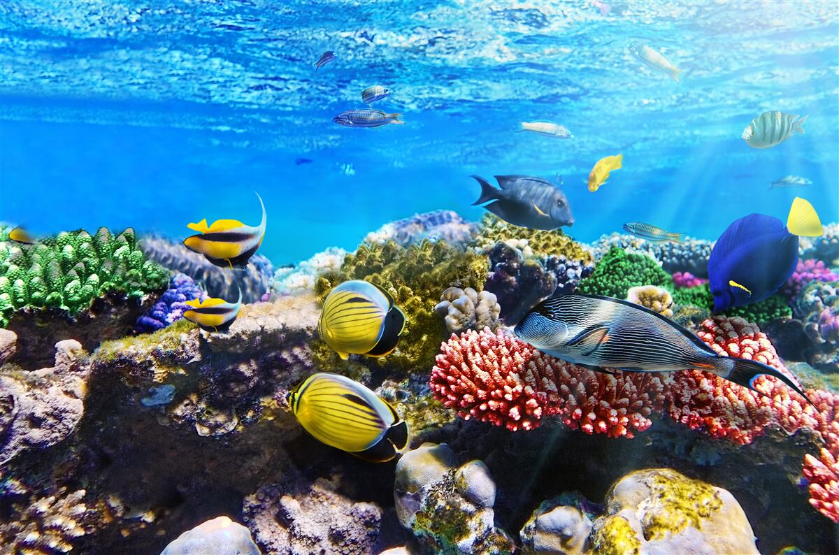 Фотошпалери дивовижний світ риб під водою