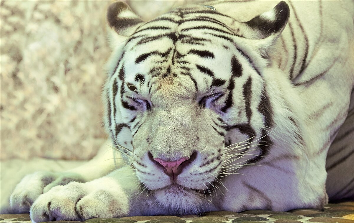 Фотошпалери білий тигр у стані сну