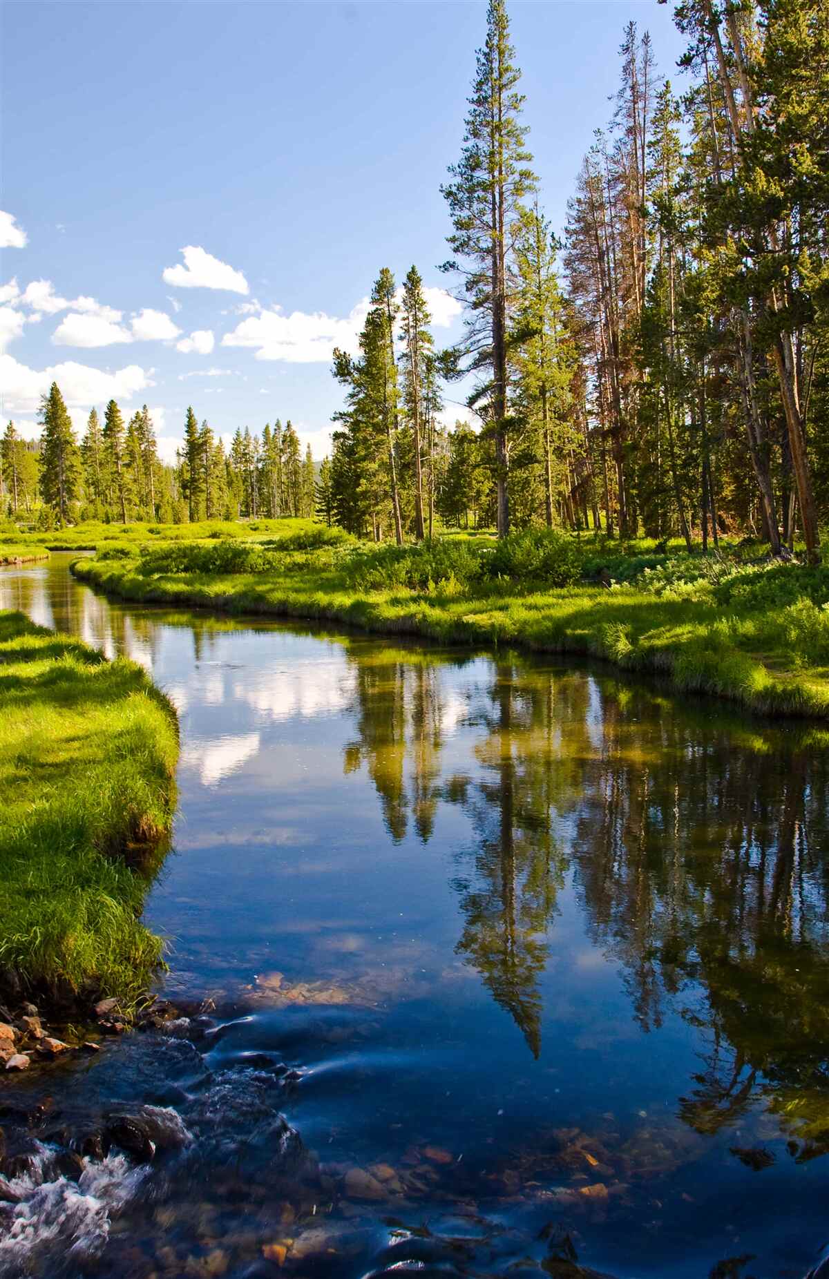 Фотошпалери лісовий струмок серед хвойних дерев влітку