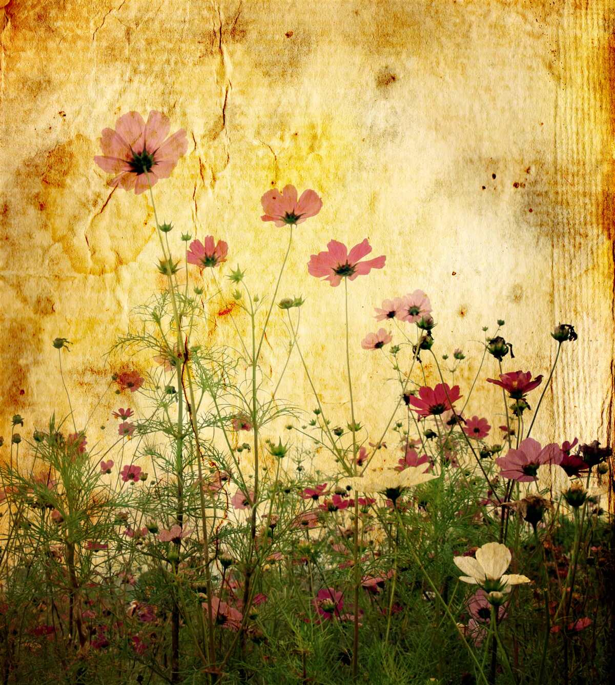 Фотошпалери луг, всіяний маками